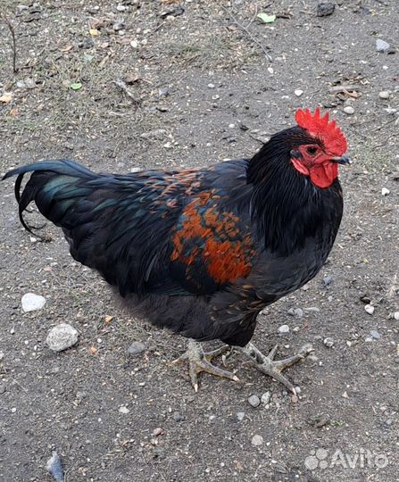 Молодые петухи
