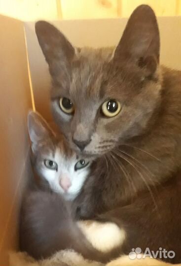 Кошка ищет дом