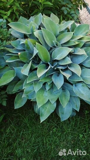 Хоста. Астильба розовая махровая