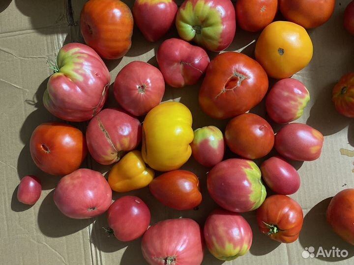 Помидоры свежие