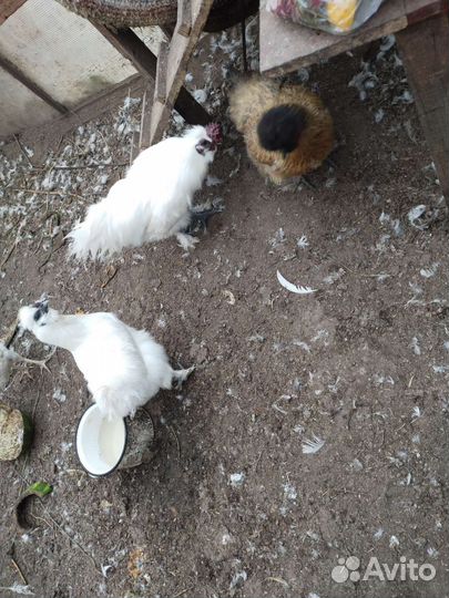 Куры молодки