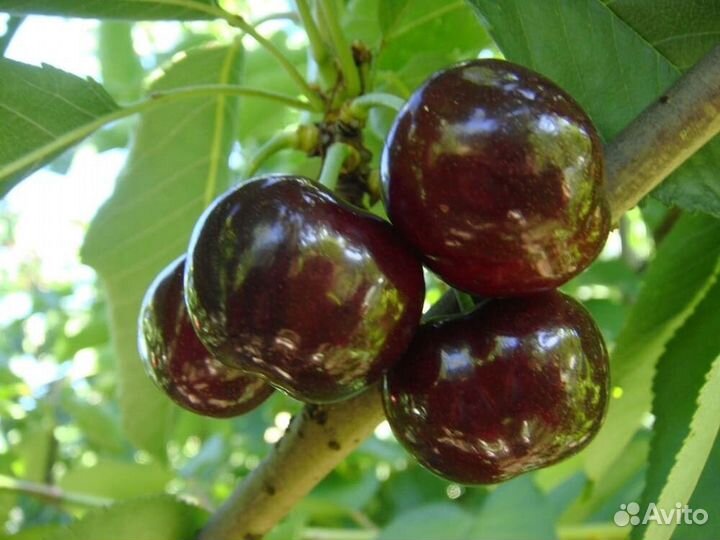 Саженцы Вишни Шоколадница