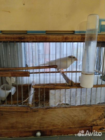 Канарейки и Кенари