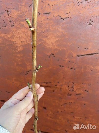 Штамбовая малина