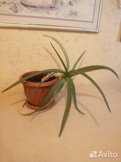 Комнатной растение Алоэ