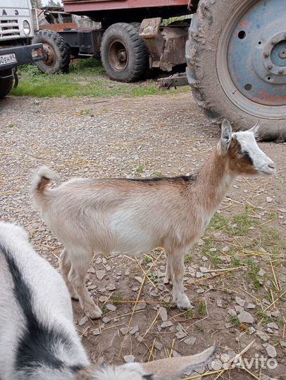 Козы дойные и козлята