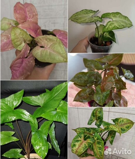 Комнатные цветы много разных