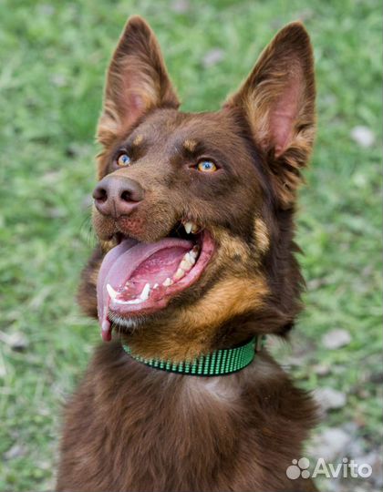 Небольшой красивый умный метис келпи 1,5 года