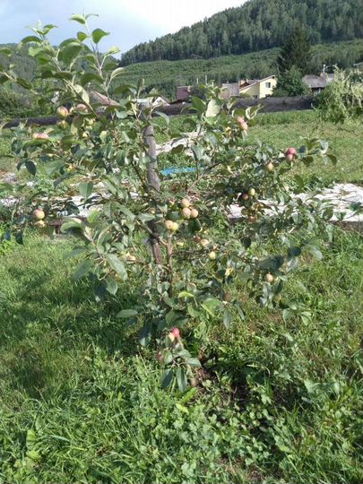 Дом 55 м² на участке 20 сот.