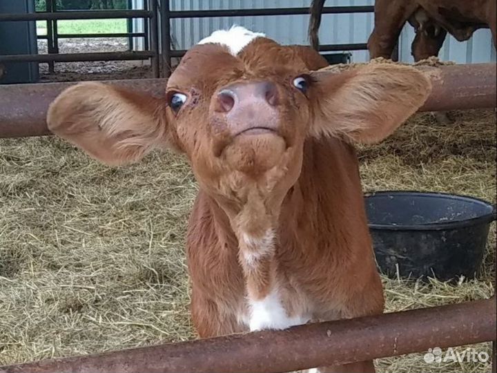 Домашний теленок, бычок с доставкой