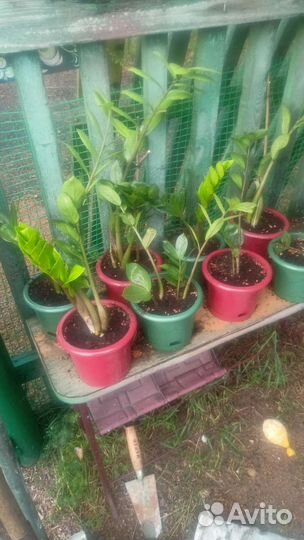 Продам замиокулькас - долларовое дерево