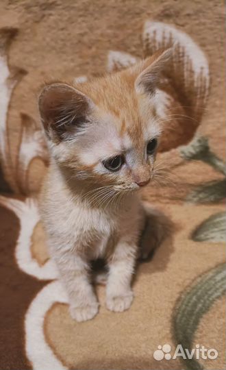 Кошка в дар бесплатно