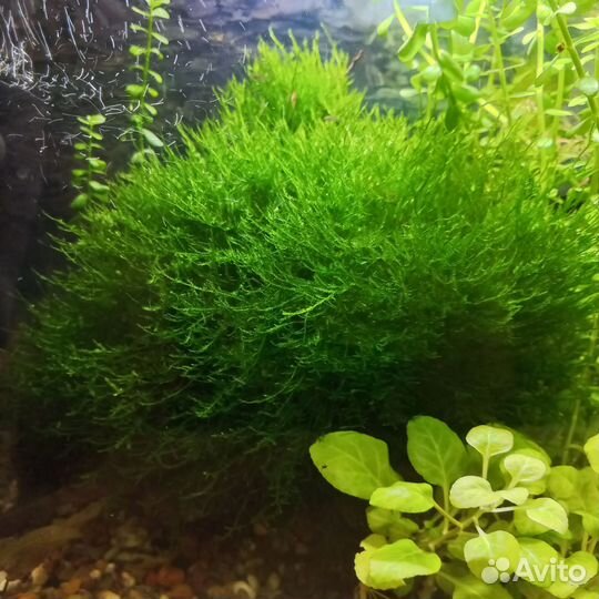 Аквариумные рыбки гуппи