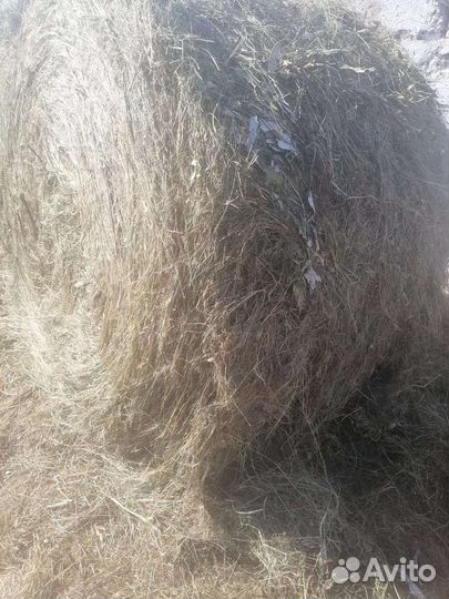 Продам сено в рулонах