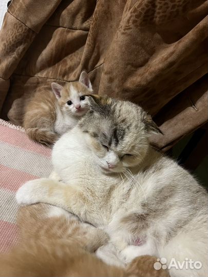 Отдаю котят в добрые руки