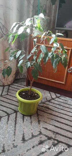 Фикус Бенджамина