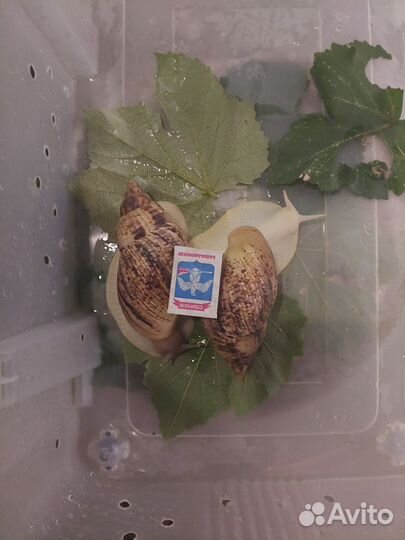 Улитки ахатины