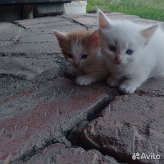 Котята