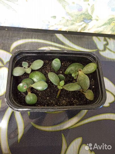 Крассула толстянка