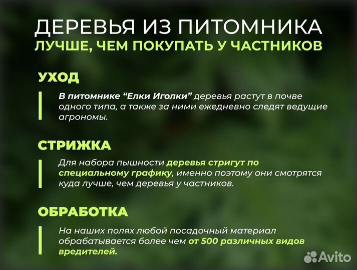 Крупномеры Сосна обыкновенная 8 м