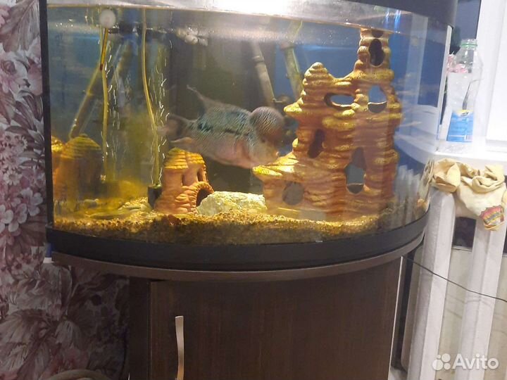 Флауэр хорн. Аквариум