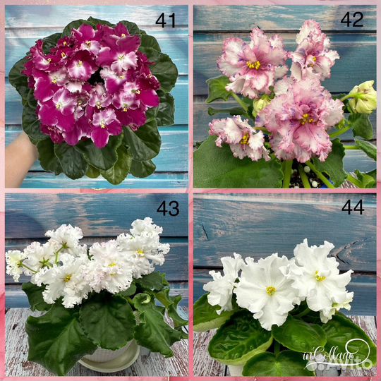 Детки сортовых фиалок