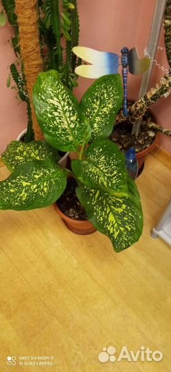 Диффенбахия