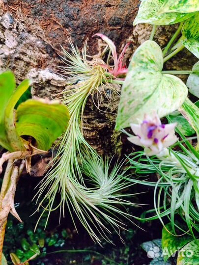 Тилландсии уснеевидная, функиана, шидеана