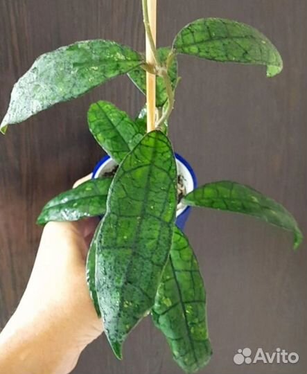 Хойя Лата Искандер и др