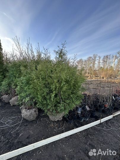 Туя Брабант