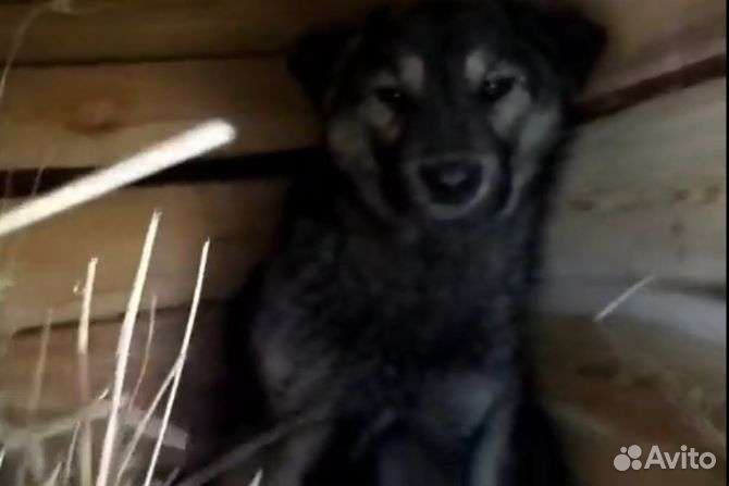 Хозяин твой пёсик попал в отлов