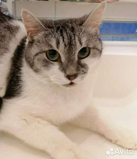 Красавица Ляля в дар