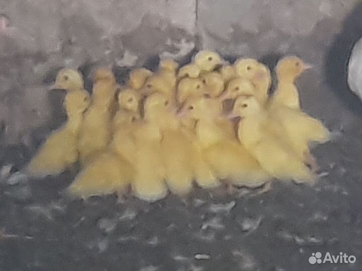 Утки тяжёлых пород (Франция, Гримо)