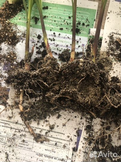 Пальма Вашингтония и Трахикарпус сеянцы