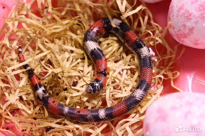 Трёхцветный уж