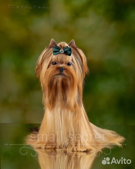 Йоркширский терьер золотой голддаст