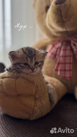 Британские котята метисы