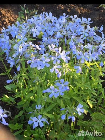 Флокс растопыренный