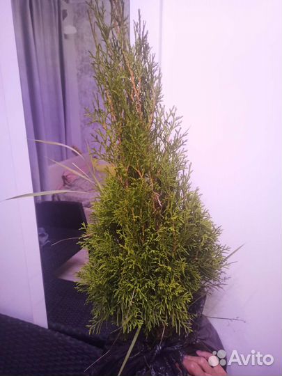Туя западная Смарагд 70 см