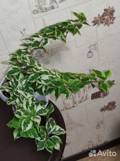Бугенвилия Mini Tai variegata