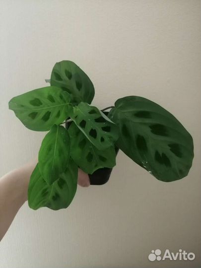 Маранта комнатные цветы