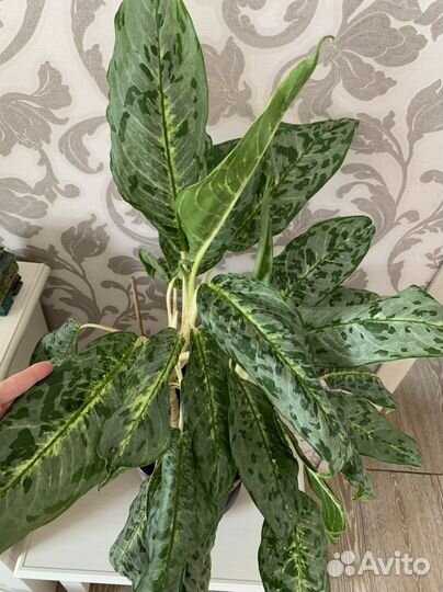 Аглаонема большая