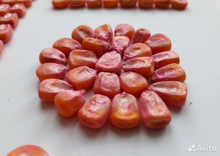 Семена кукурузы 291 амв F1 2022 года