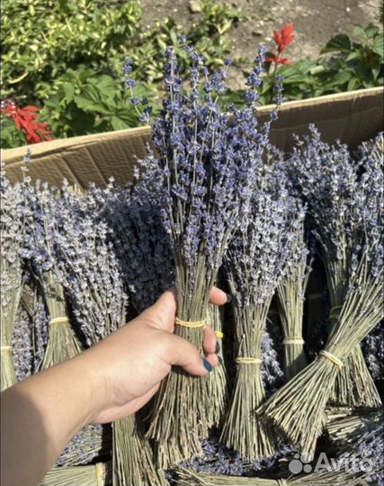 Лаванда сухоцвет