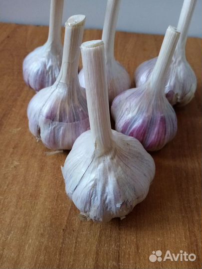 Озимый сортовой чеснок