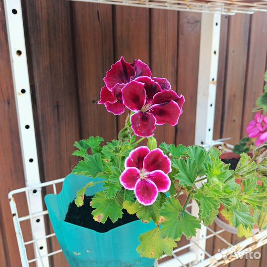 Пеларгония герань