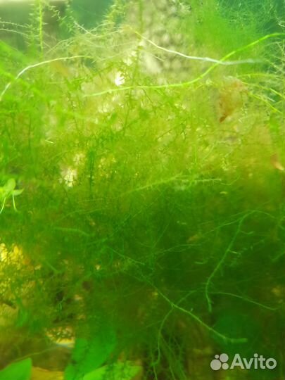 Водоросли для аквариума