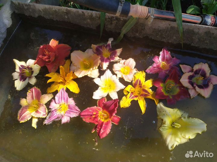 Сортовые лилейники