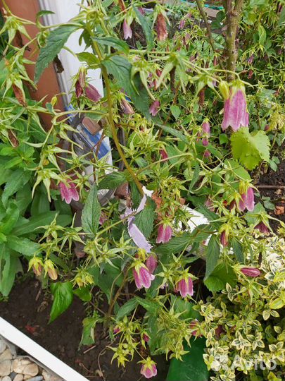 Колокольчик кустовой