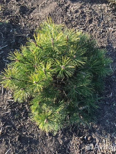 Сосна горная Пумилио